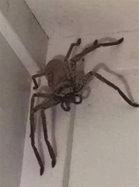 18cm huntsman spider in England, UK (illegal stowaway from Australia, 2017) : r/pics