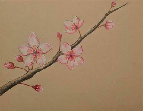 Cherry blossom color pencil drawing :) | Cherry blossom drawing ...