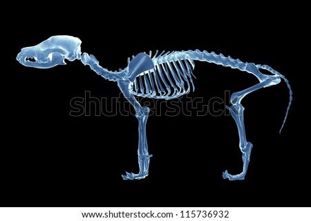 Animal x-ray Stock Photos, Images, & Pictures | Shutterstock