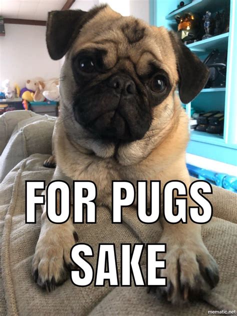 Pug Memes – Top Memes For Pug – Funny Pug Memes – EveryWishes: Free ...