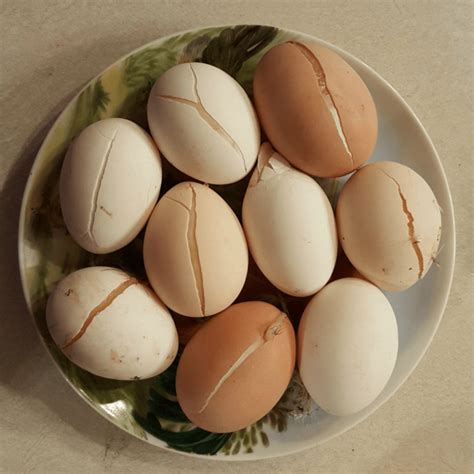 Frozen Egg Tips and Tricks | Meyer Hatchery Blog | Freezing eggs, Eggs ...