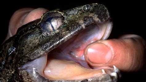 Fanged-Frog Pictures: 9 New Species Found