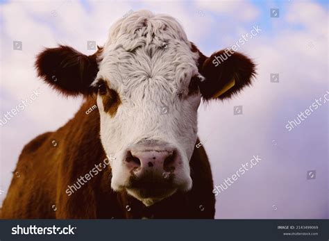 Hereford Cow Face Close Sky Background Stock Photo 2143499069 ...