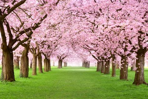 4 Best Cherry Trees to Grow in the South - Gardener's Path