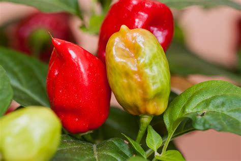 Mirasol – Capsicum annuum – variedad de chile