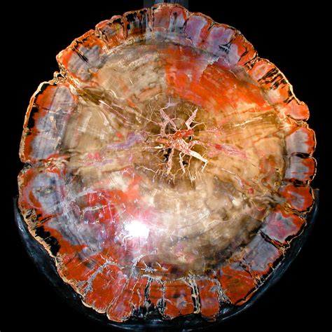 BG625 Petrified Wood | Visit to the American Museum of Natur… | Flickr