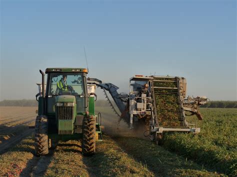 Tomato Harvest To Start Soon - California Agriculture News Today