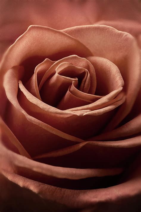 Rustic Rose Photograph by John Rogers - Fine Art America