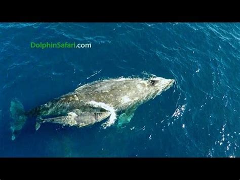 Drone Captures Brand New Baby Whale Celebrating The New Year - The Dodo