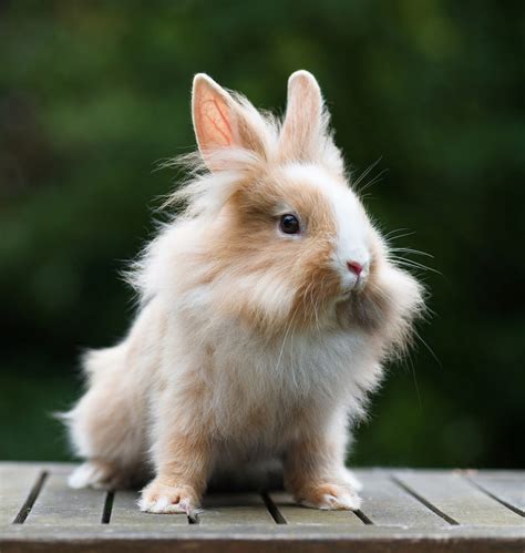 Dwarf Rabbits - A Complete Guide To The Smallest Bunny Breeds