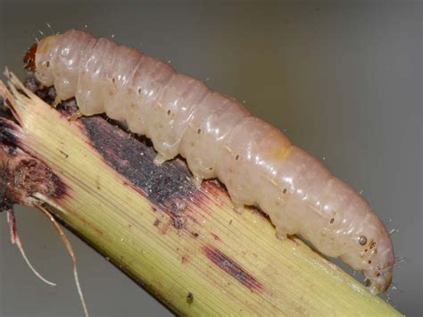 Plant Biotechnology : Know your pest: Maize stem borer complex - CropLife South Africa