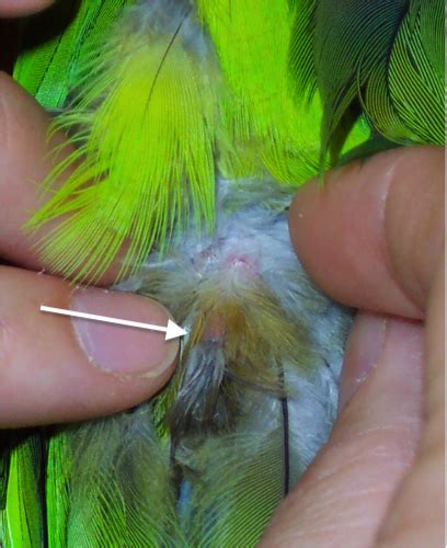 Parrot Anatomy Basics - LafeberVet