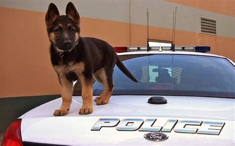 Police Dogs Wallpapers - Wallpaper Cave