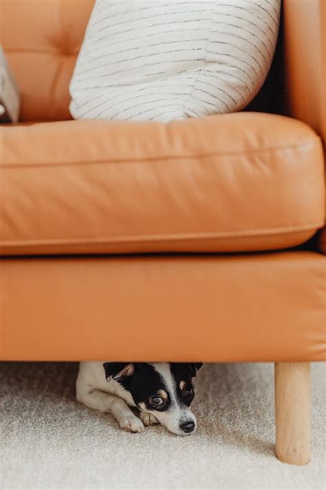 Small Dog Hiding under Couch · Free Stock Photo