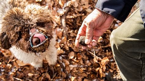 Hunting for Truffles Is a Perilous Pursuit, Especially for the Dogs Who ...