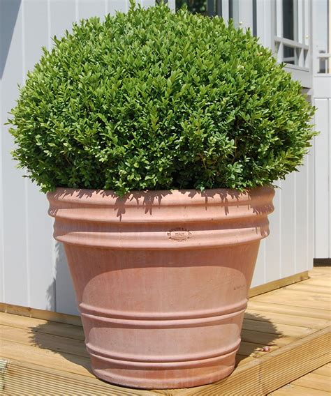 Best plants for topiary – 9 of the best to clip into shapes | Homes & Gardens