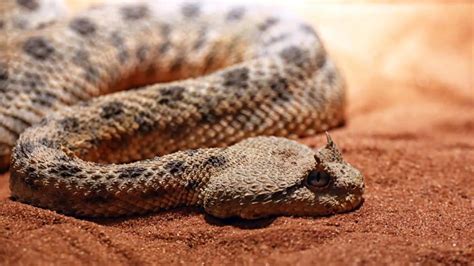 Horned Viper Snake Bite - Animals Around The Globe