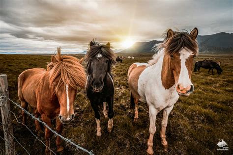 The Icelandic Horse | What Makes it Unique? | All About Iceland