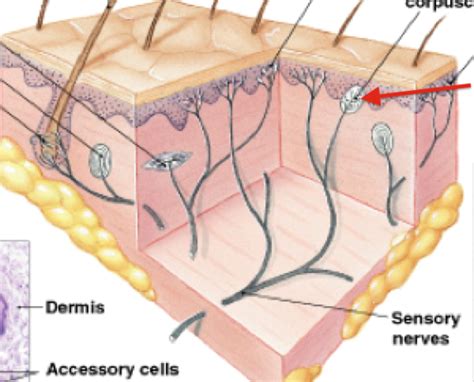 Skin Sensations Flashcards | Quizlet