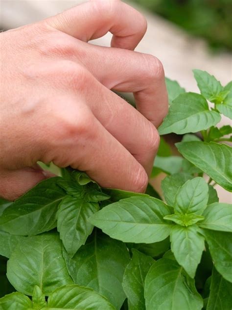 Pinching Plants: How to Pinch a Plant for Better Growth - Burpee