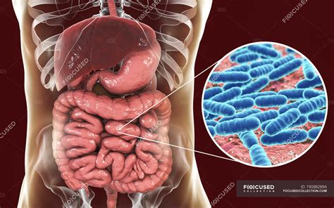 Digital illustration of Lactobacillus bacteria in human body. — duodenum, biology - Stock Photo ...