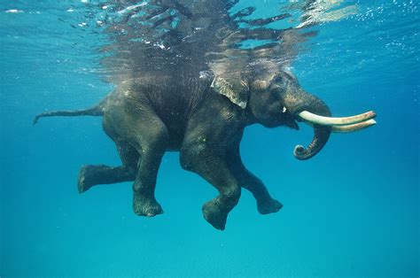 nature, Animals, Elephants, Water, Underwater, Swimming, Blue, Reflection, Tusk Wallpapers HD ...