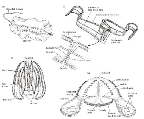 General anatomy of some of the major groups of described ctenophores.... | Download Scientific ...