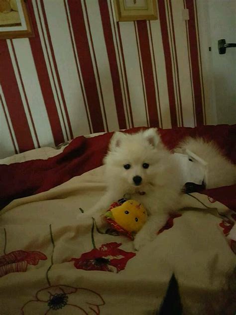 Miniature White Male pomeranian | in Ossett, West Yorkshire | Gumtree