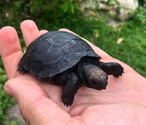 The Galápagos tortoise is one of the longest living vertebrates, with ...