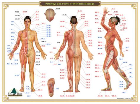 Meridian massage, Acupressure chart, Shiatsu massage acupressure