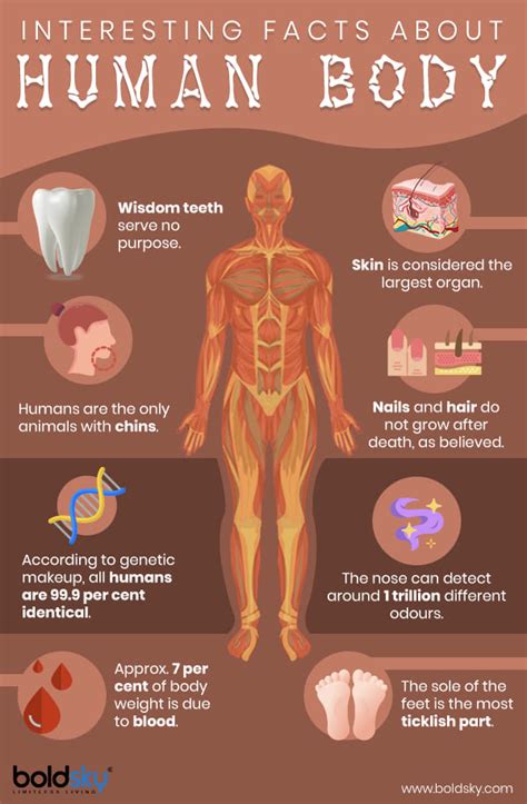 The Human Body: Know About Anatomy, Facts And Chemical Composition - Boldsky.com