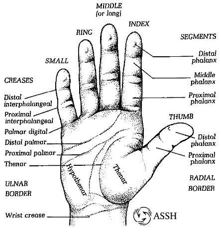 Diagram of hand surface ( no pun intended with the wall name either, that was done long before u ...