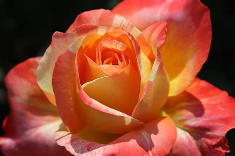 rose, petal, flowers, beautiful, pretty flowers, nature, buds, rose garden, fresh medium, plants ...
