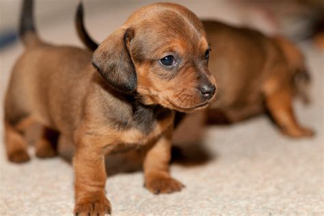 Cute Dachshund Puppies Wallpaper