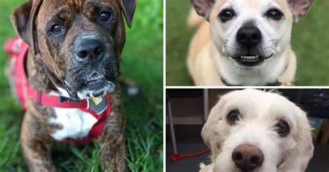 These Bristol dogs are looking for new homes in 2020 - Bristol Live