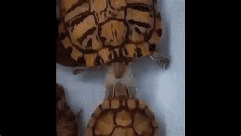 Turtle Funny GIF - Turtle Funny Cute - Discover & Share GIFs