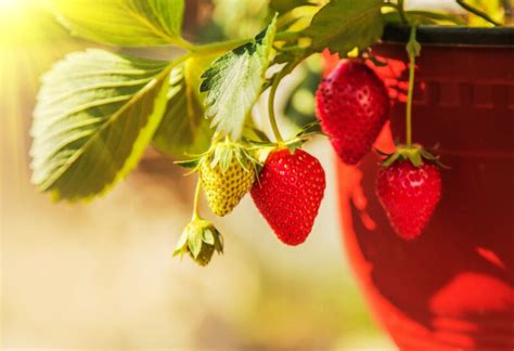 How to Grow Strawberries In Pots In 8 Easy Steps - Clean Green Simple