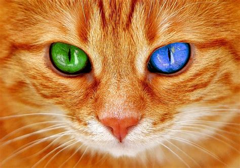 1920x1080px | free download | HD wallpaper: orange odd-eye cat, eyes, bi color, blue, green, cat ...