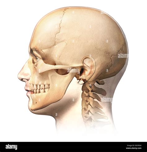 Male human head with skull in ghost effect, side view. Anatomy image, on white background, with ...