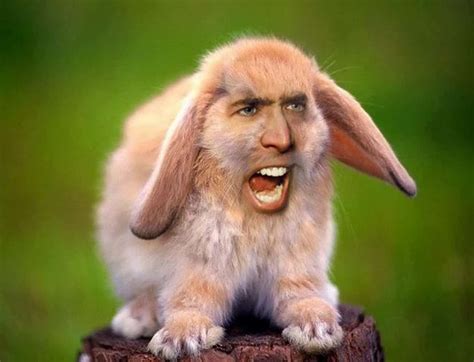 28 Amazing Nicolas Cage Face Swap Photos