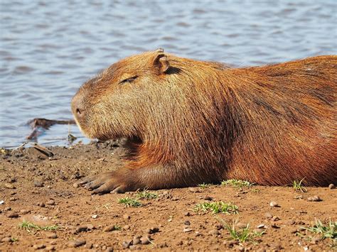 Why Do Capybaras Ride Crocodiles? Theories Explained