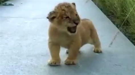 Tiny lion cub tries his best to roar, but sound he makes has internet ...