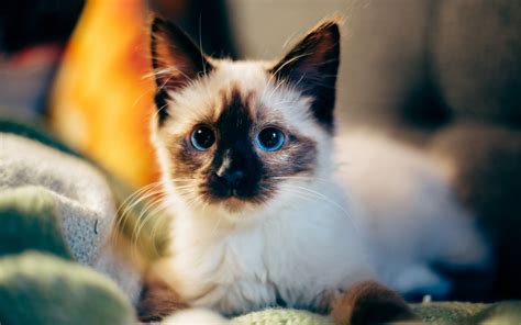 +45 Adorable Siamese Cat Wallpapers in 2020 | Cat breeds, Cat pics, Kittens cutest