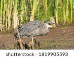 Great Blue Heron Swallowing Fish image - Free stock photo - Public Domain photo - CC0 Images