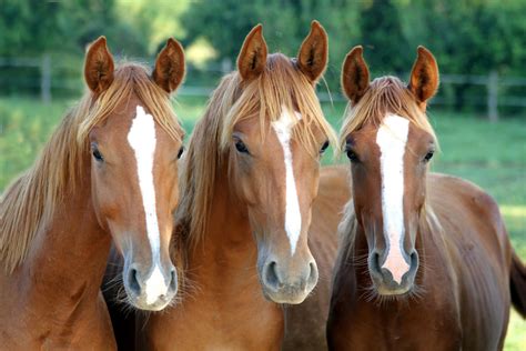 Wonderful whiskered wildlife