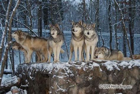 Wolf pictures, Wolves in Snow | Wolf pictures, Cute animals, Wolf