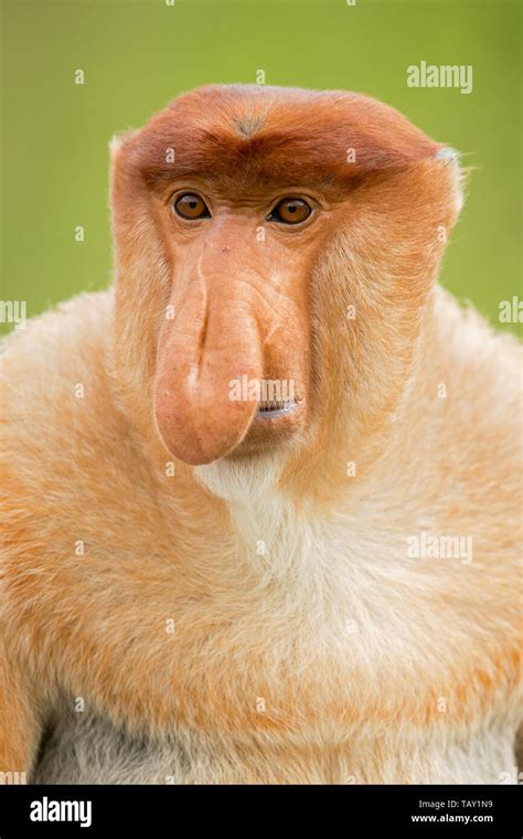 Proboscis monkey (Nasalis larvatus) or long-nosed monkey, known as the bekantan in Indonesia ...