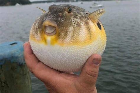 Giant Puffer Fish Puffed Up