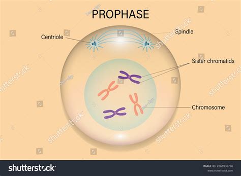 Prophase Cell Division Cell Cycle Stock Vector (Royalty Free ...