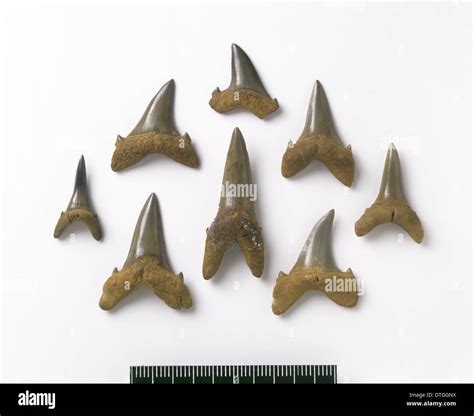 Odontaspis robusta, sand tiger shark teeth Stock Photo - Alamy